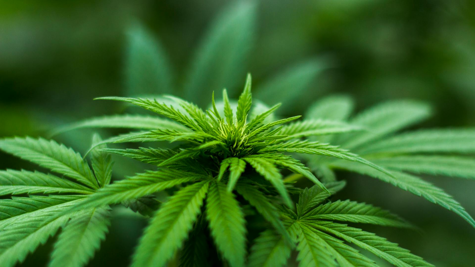 Licensed cannabis cultivation operation served by Calyx CPA 280E tax specialists
