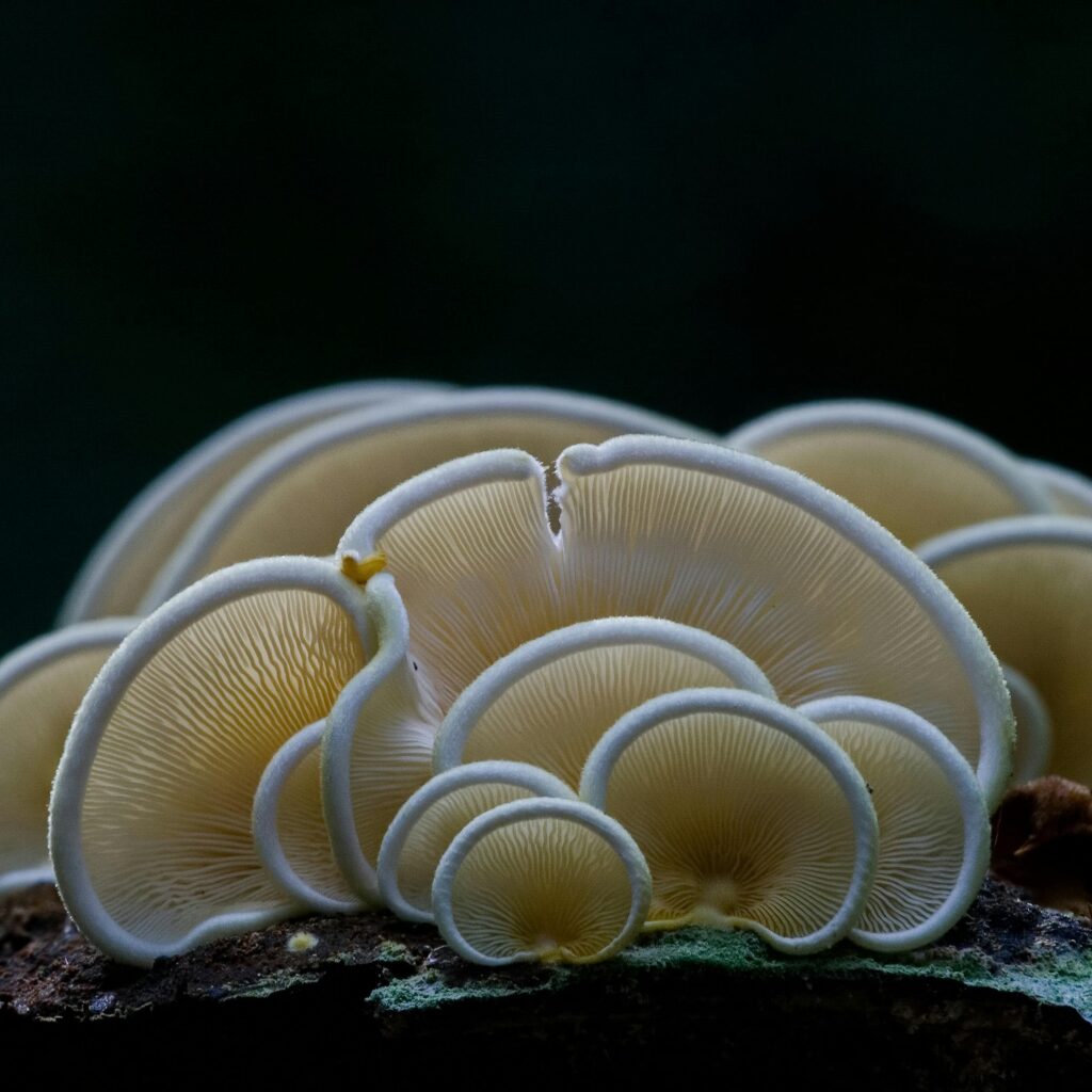 psilocybin - Oregon