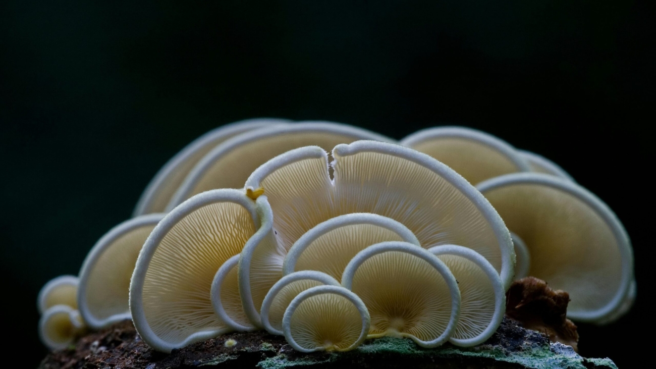 psilocybin - Oregon